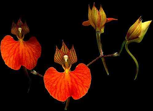 Comparettia speciosa